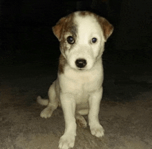 a small brown and white puppy is sitting on the ground