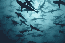 Sharks GIF - Sharks GIFs