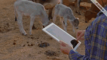 Cow Tablet GIF - Cow Tablet Farm GIFs