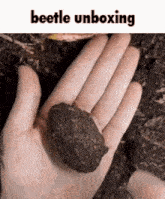 beetle unboxing