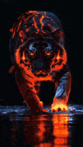 a collage of pictures of a tiger and a lion
