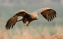 Eagle GIF - Eagle GIFs