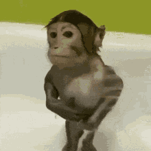 Monkey Monkey Shower GIF - Monkey Monkey Shower Shower GIFs