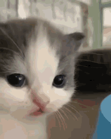 Hehe Cat GIF - Hehe Cat - Discover & Share GIFs