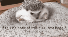 Hedgehog Hedgie GIF