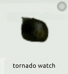 a cat is standing in front of a white background with the words tornado watch written below it .