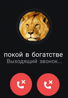 a phone screen with a picture of a lion and the words " покой в богатстве " at the top