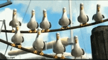 Sc Seagull GIF - Sc Seagull GIFs
