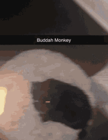 Monkeyduuk GIF - Monkeyduuk GIFs