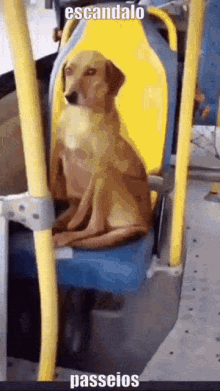 escandalo cachorro dog escandle bus