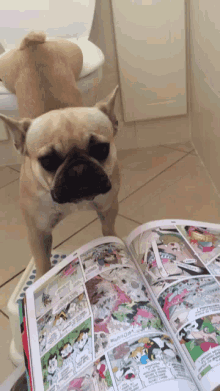 Ptibou Reading Dog GIF - Ptibou Reading Dog Dog Toilet GIFs