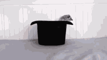 Hedgehog In A Hat GIF - Hedgehog Hat Magic GIFs