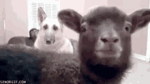 Funny Animals Goats GIF - Funny Animals Goats Meeee GIFs