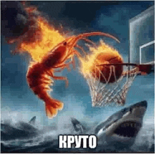 a shrimp is playing basketball with a shark in the water .