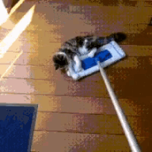 Mop Cat GIF - Mop Cat GIFs