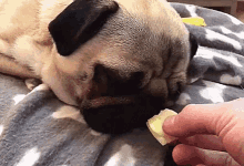 a pug dog is laying on a bed and eating a piece of cheese .