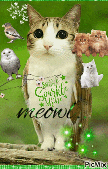 a picture of a cat with the words smile sparkle shine on its chest
