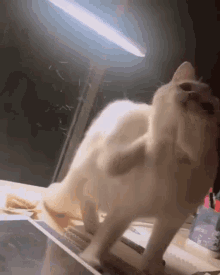 Cat кошка GIF - Cat кошка кит GIFs