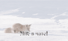 лис в чате Polar Fox GIF - лис в чате Polar Fox GIFs