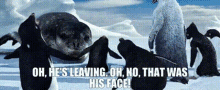 Happy Feet The Amigos GIF - Happy Feet The Amigos Oh Hes Leaving GIFs