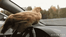 Chicken Steering Wheel GIF - Chicken Steering Wheel Car Ride GIFs