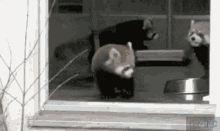 The Most Surprised Red Panda You'Ve Ever Seen GIF - Red Panda Cute Shocked GIFs