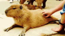 люди гладят капибара животные GIF - Capybara Petting Pet GIFs