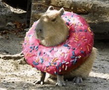 Donut Ty Kapy GIF - Donut Ty Kapy GIFs