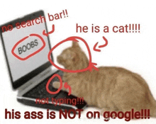 Cat Typing GIF - Cat Typing Search Bar GIFs