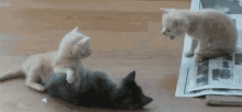 Sick Kitten Puking GIF - Puke Vomit Sick GIFs