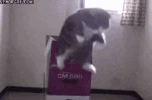 Catception1 Jump GIF - Catception1 Jump Jump Off GIFs