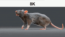 8k Spinning GIF - 8k Spinning Rat GIFs