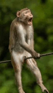 a monkey is standing on a rope with its mouth open and yawning .