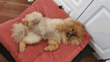 Pomeranian Wink GIF - Pomeranian Wink Cute GIFs