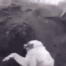 a white dog wearing sunglasses is standing on its hind legs in the water .