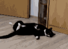 Maksas The Cat Morning GIF - Maksas The Cat Morning Sleepy GIFs