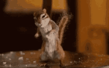 Squirrel Poop GIF
