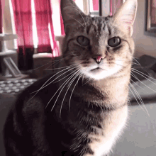 Miaow Cat GIF - Miaow Cat Cats GIFs