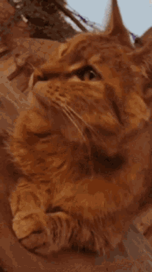 Cat Cats GIF - Cat Cats Edit GIFs