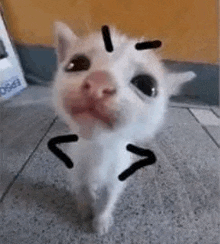 Annoyed Cat GIF - Annoyed Cat GIFs