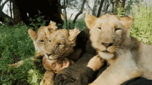 hanging out with lionesses dean schneider chilling lionesses smiling