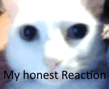 a close up of a cat 's face with the words " my honest reaction " written below it