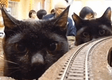 two black cats are looking over a train track