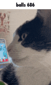 a black and white cat looking at a cell phone with the words balls 666 written above it