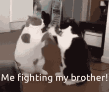 Baby Fight Cats GIF - Baby Fight Cats Cute GIFs