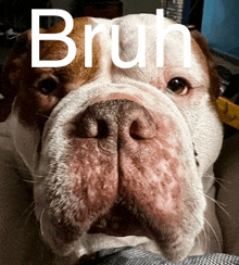 a close up of a brown and white dog with the word brun on it