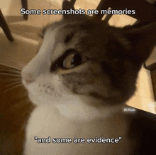 a cat says some screenshots are memories " and some are evidence "