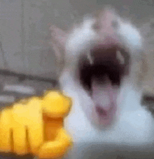 a close up of a cat with its mouth open pointing at the camera .