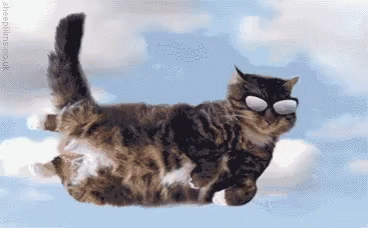 Flying Cat GIF - Flying Cat GIFs