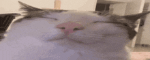Plink Plinkvibe GIF - Plink Plinkvibe Cat GIFs